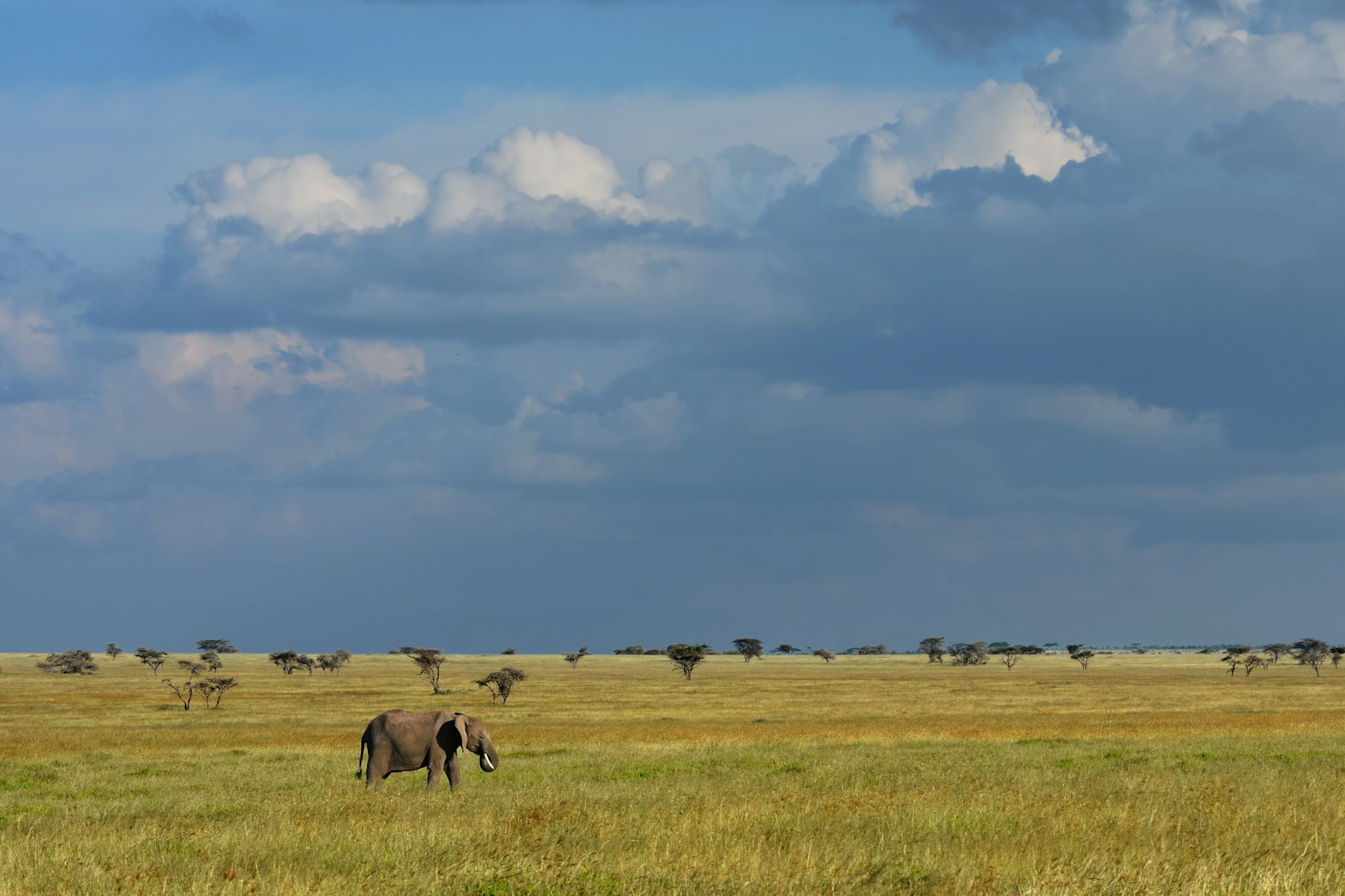 Serengeti