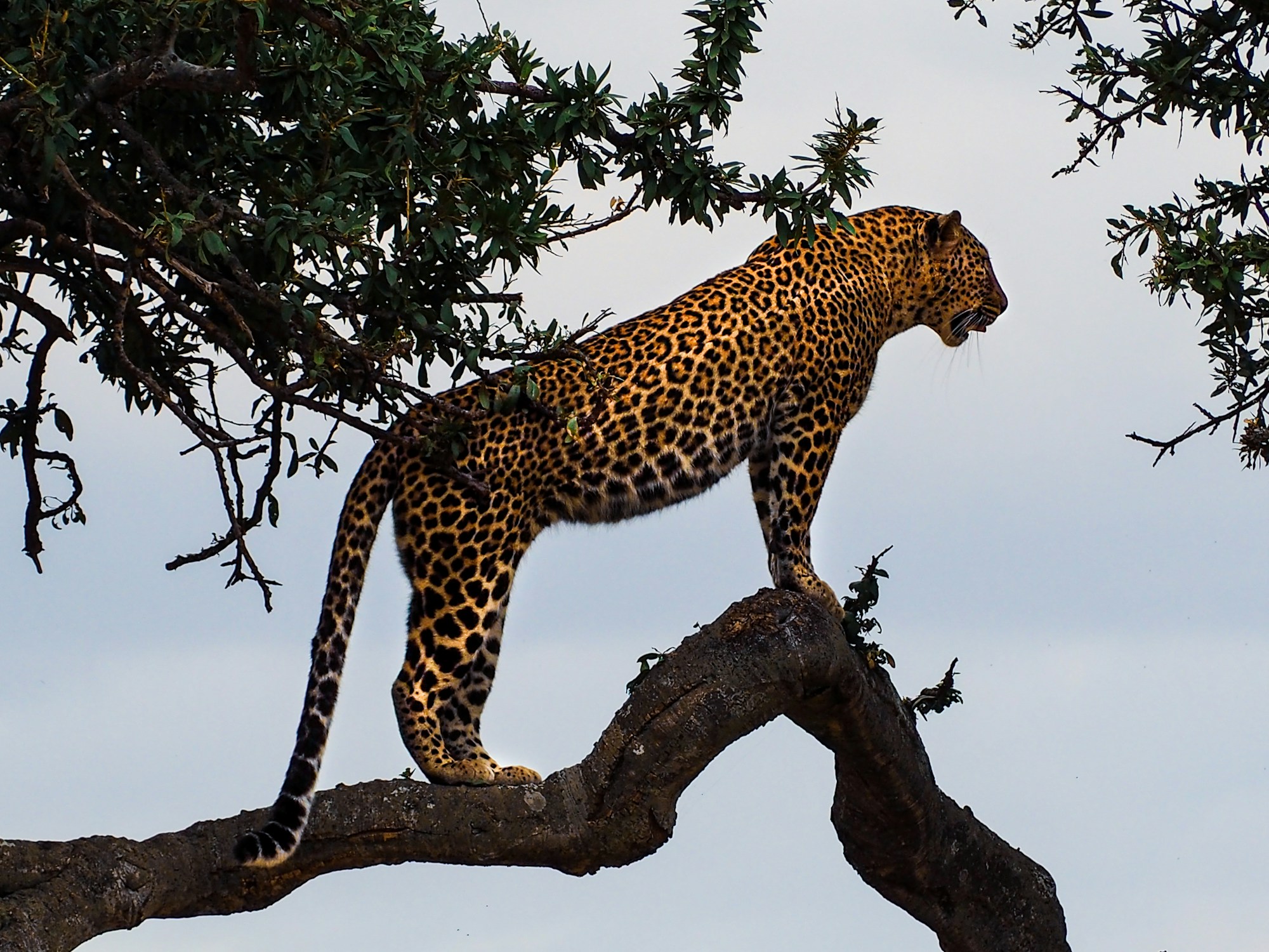 Okavango